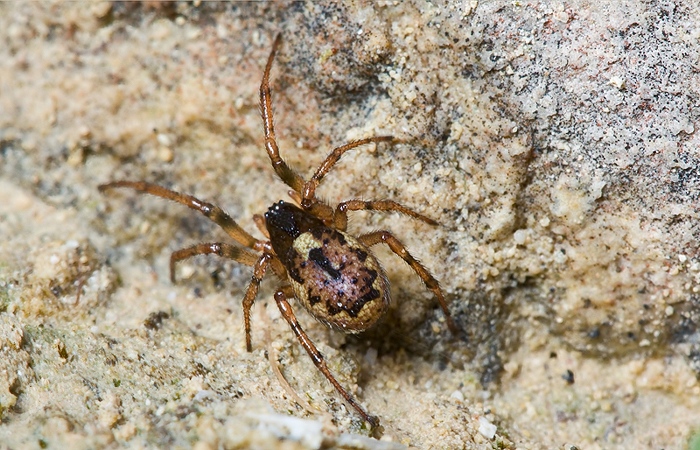 Enoplognatha sp.